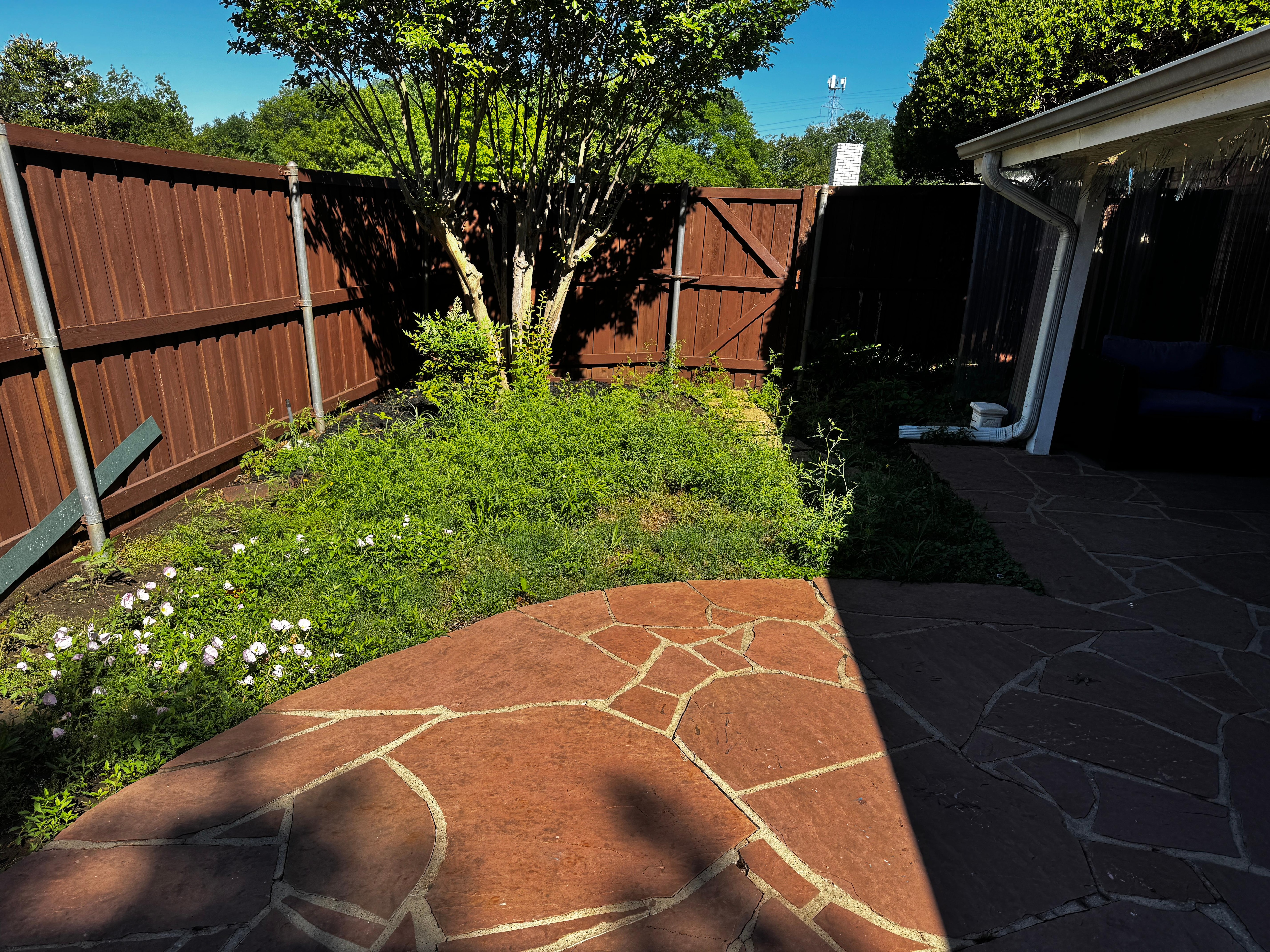 Backyard weeds 