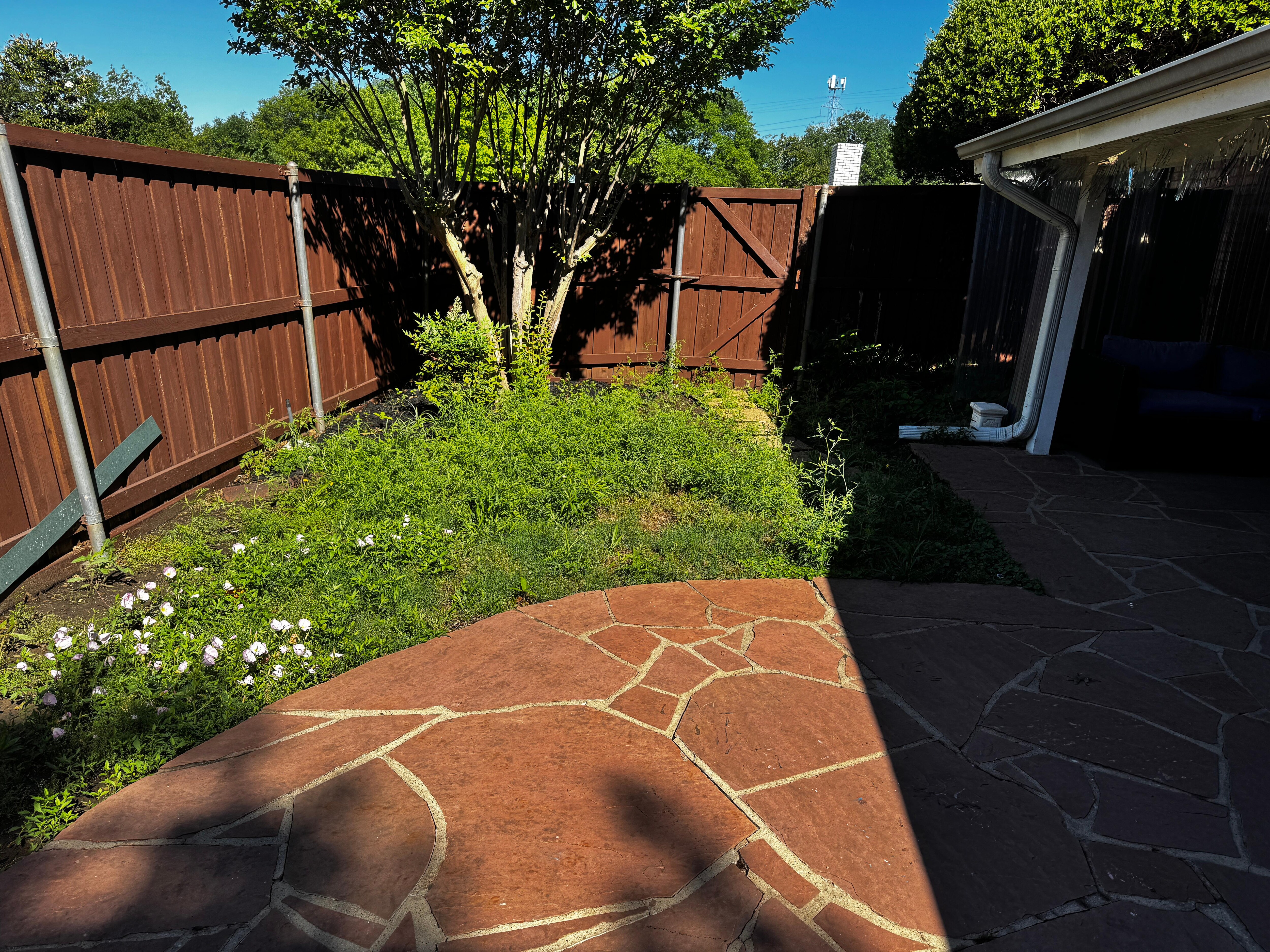 Backyard weeds 