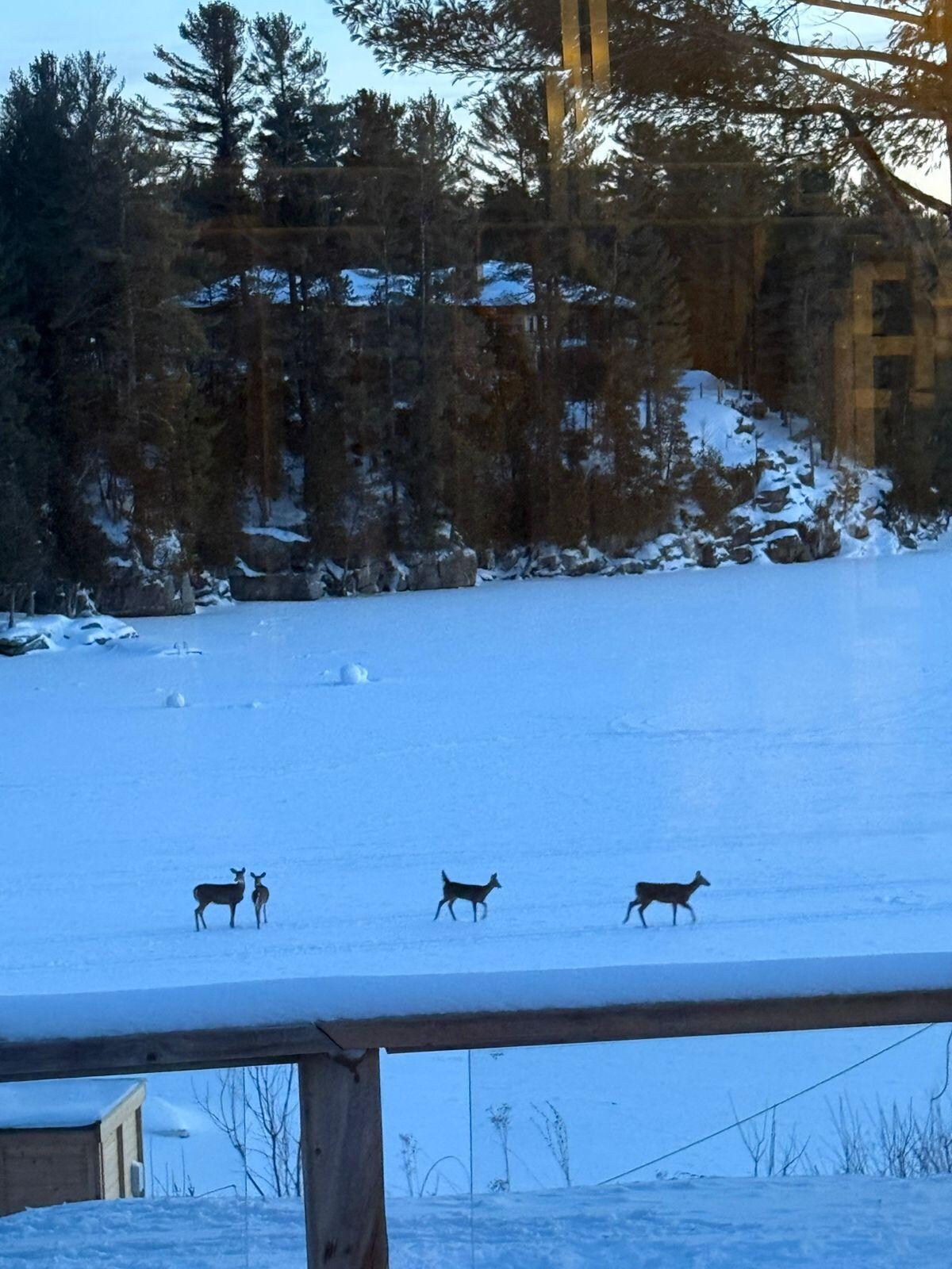 Los venados llegan a visitar los alrededores de la cabaña