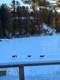 Los venados llegan a visitar los alrededores de la cabaña