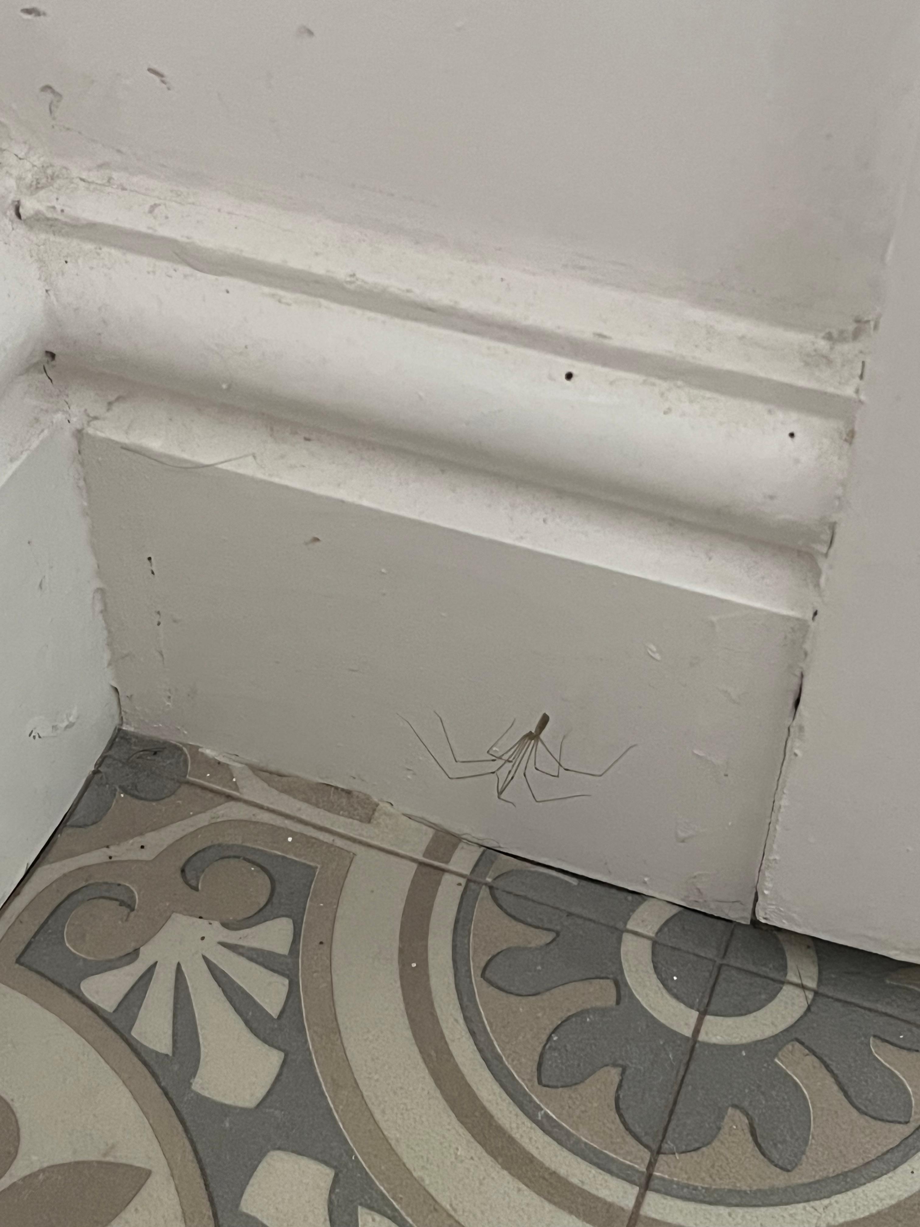 There were so many of these thin little wispy spiders.  I don't mind spiders but other guests might