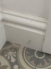 There were so many of these thin little wispy spiders. I don't mind spiders but other guests might