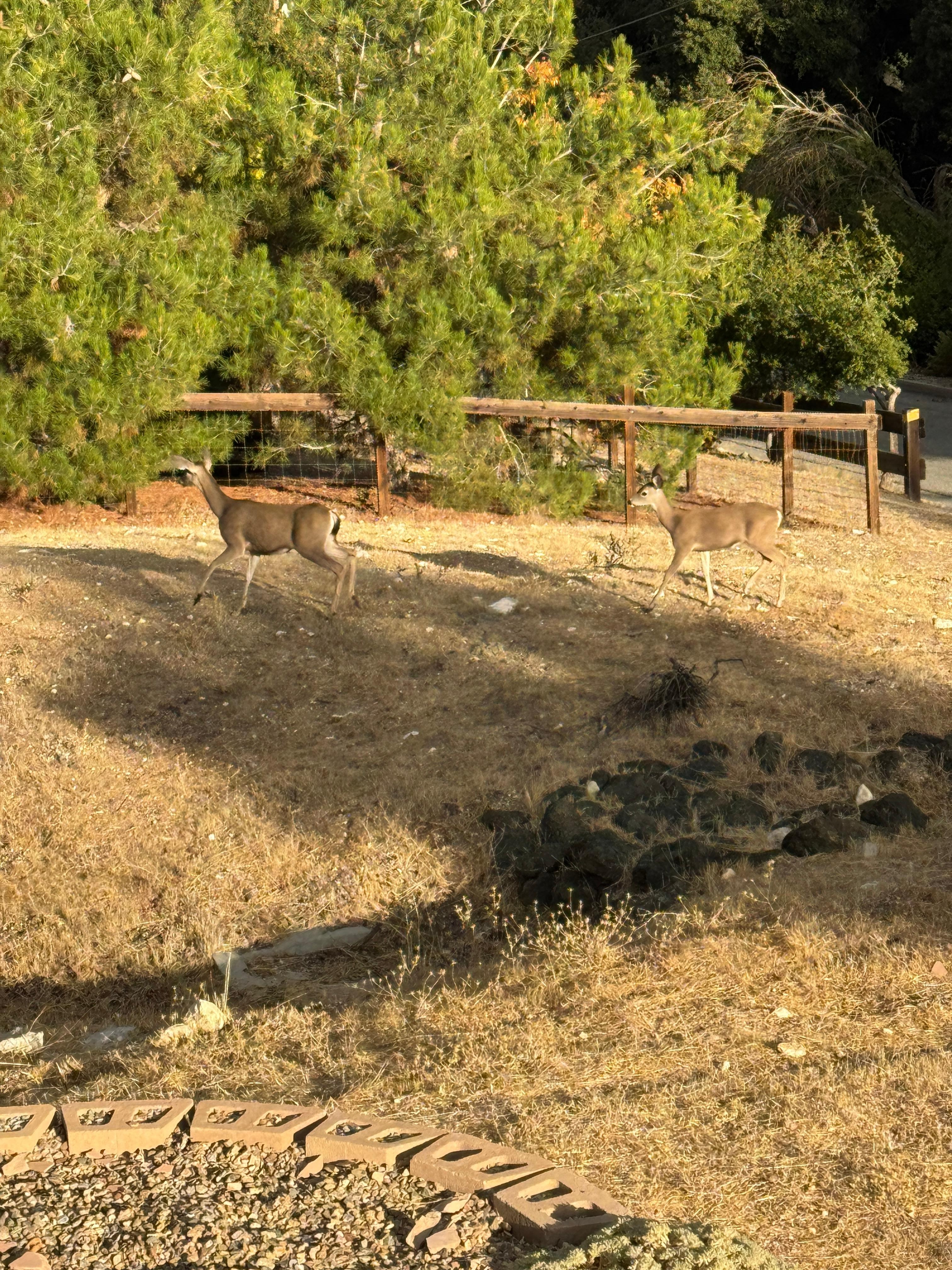Deer in the side yard 