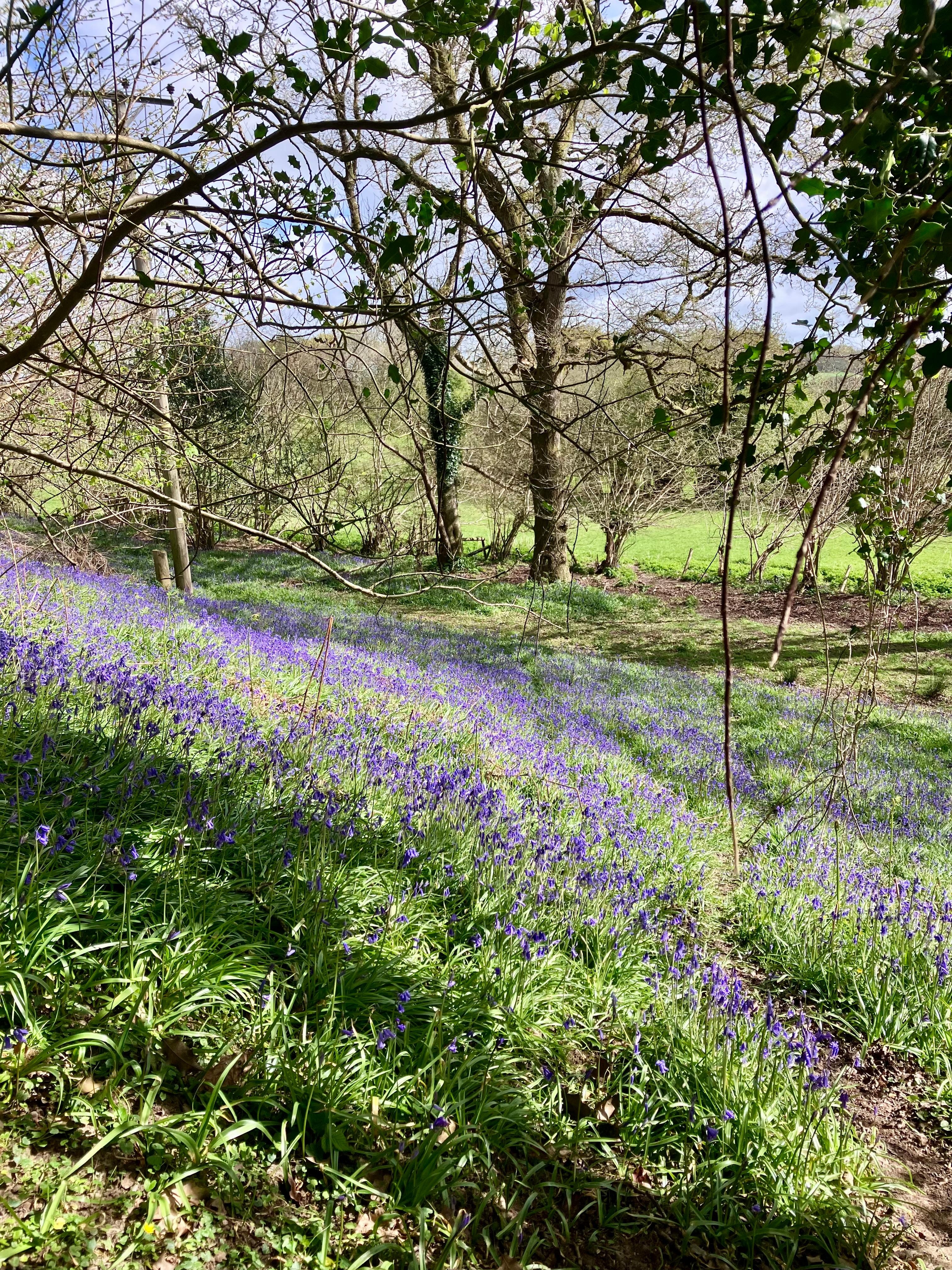 Footpaths behind the cottage