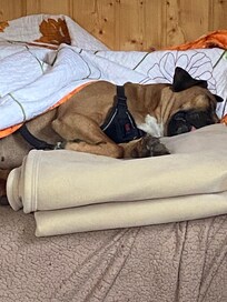 Very dog friendly