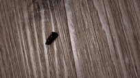 Dead cockroach