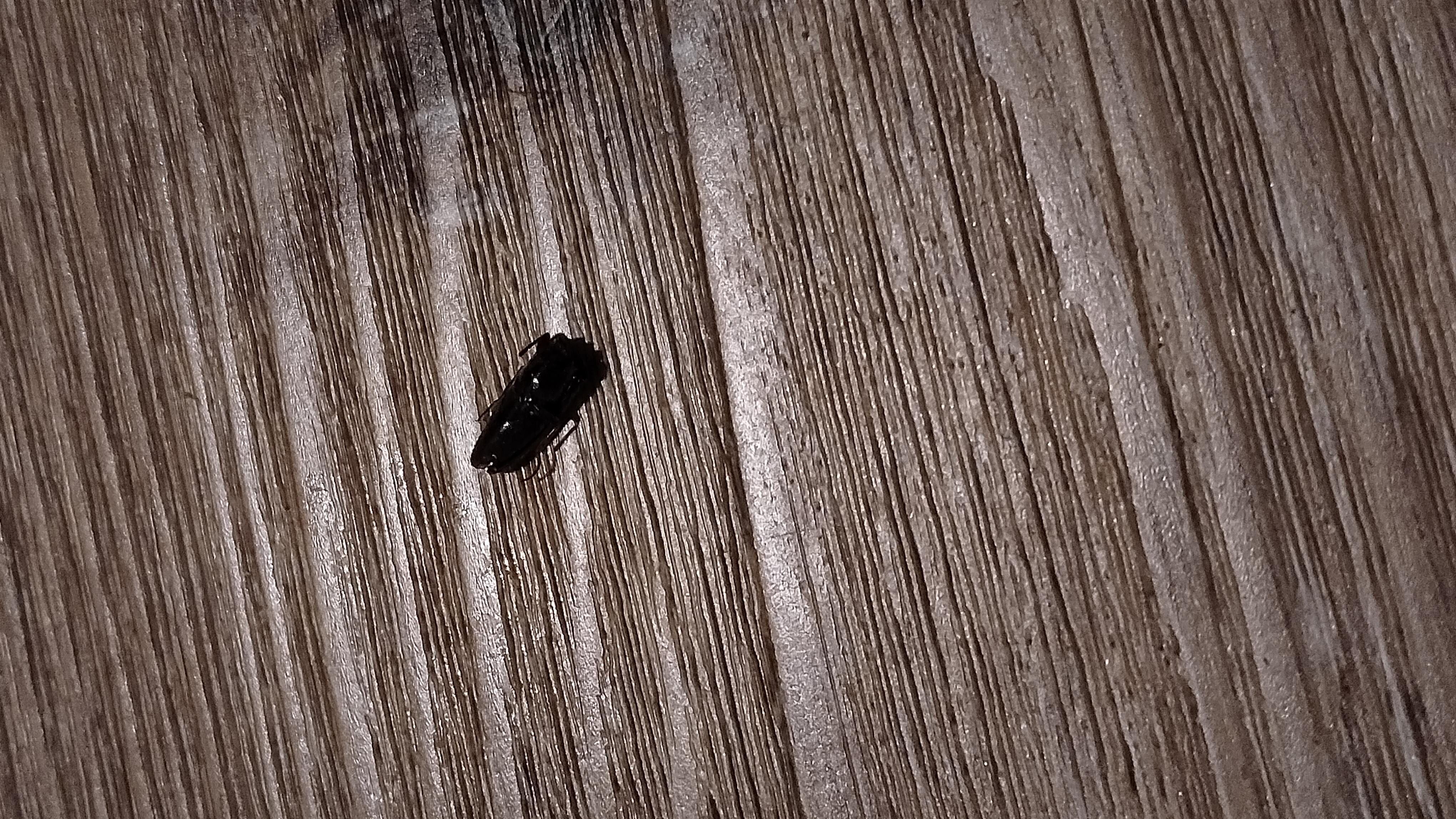 Dead cockroach