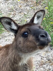 A kangaroo that wanted a carrot