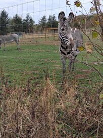 Lovely break at hotel which was so nice and handy for our zoo trip. Hotel was lovely meals delicious and staff so friendly