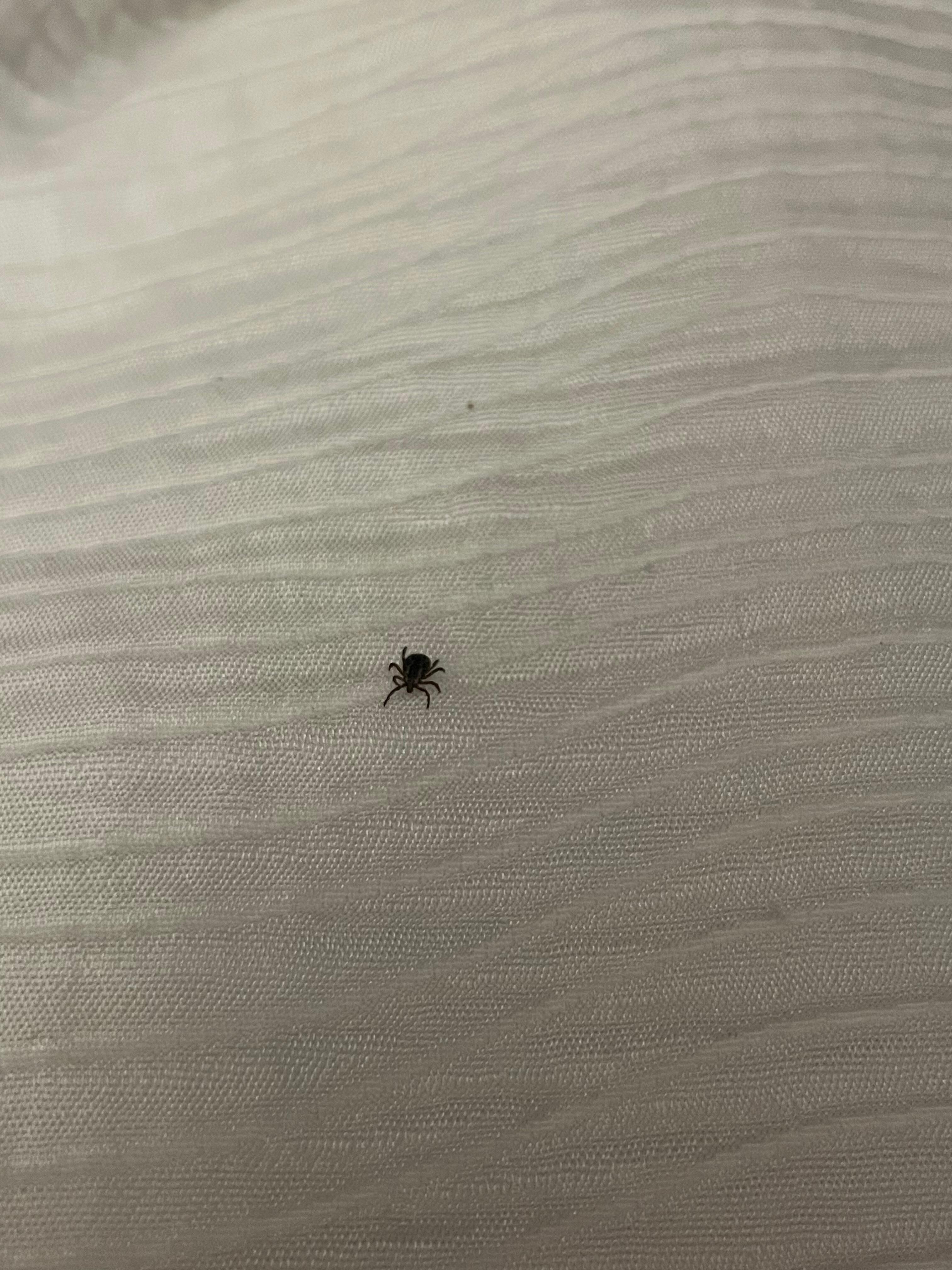 Here’s a tick in our bed.