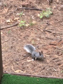 Fuzzy squirrel
