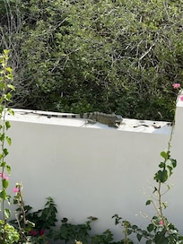 Iguana on back wall behind house enjoying the sun.