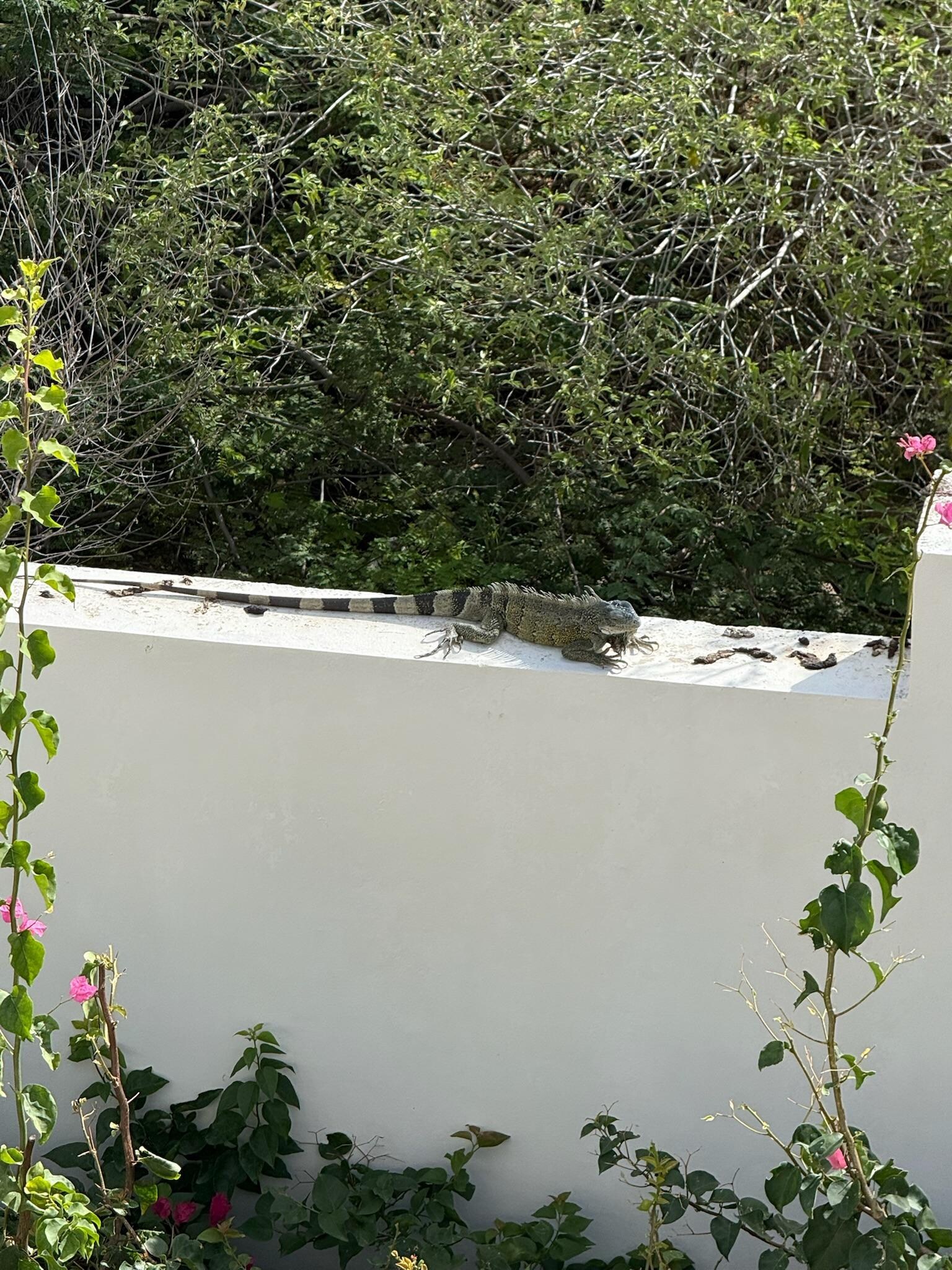 Iguana on back wall behind house enjoying the sun. 