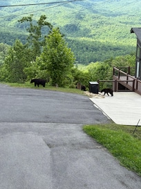 Beautiful view with a bear