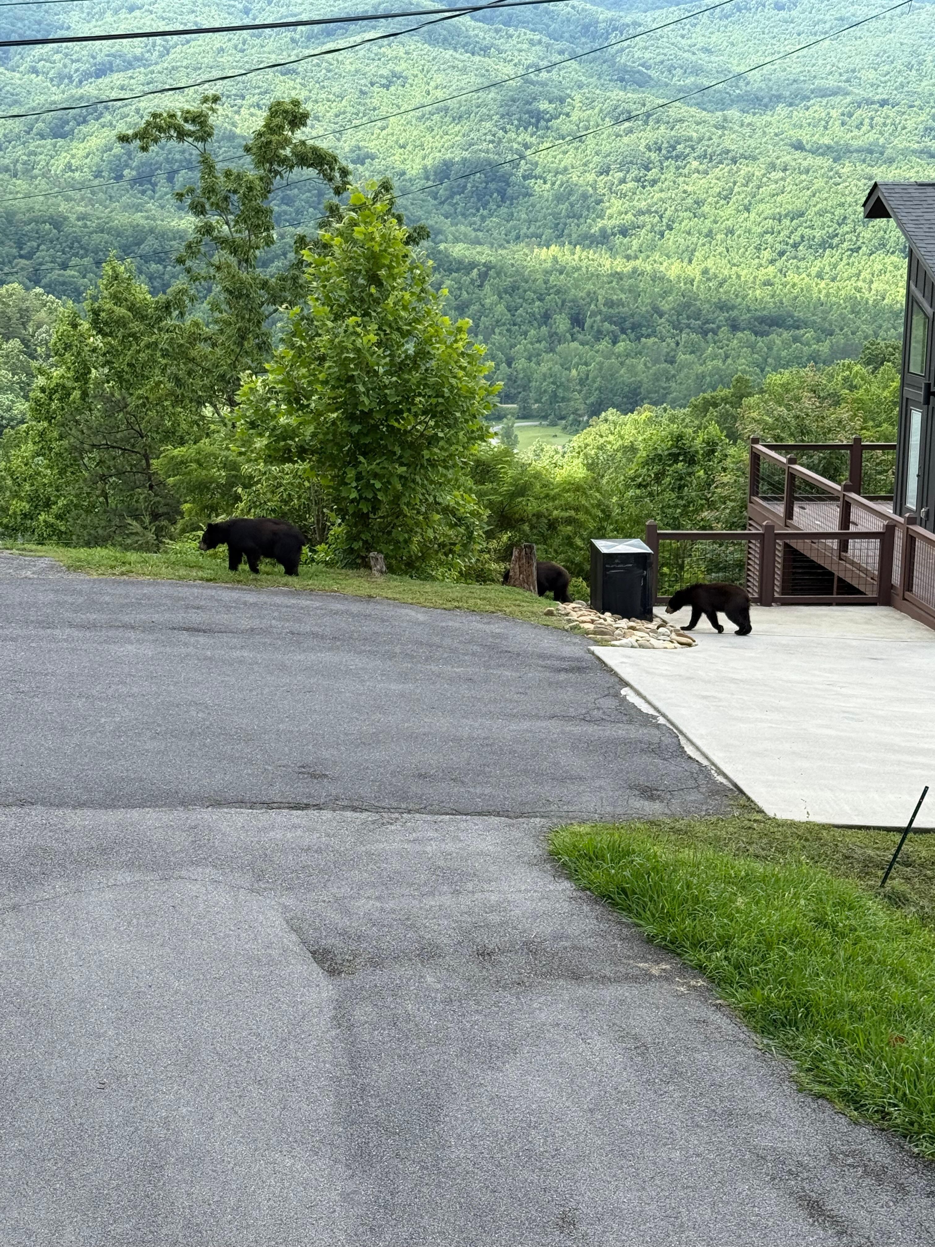 Beautiful view with a bear