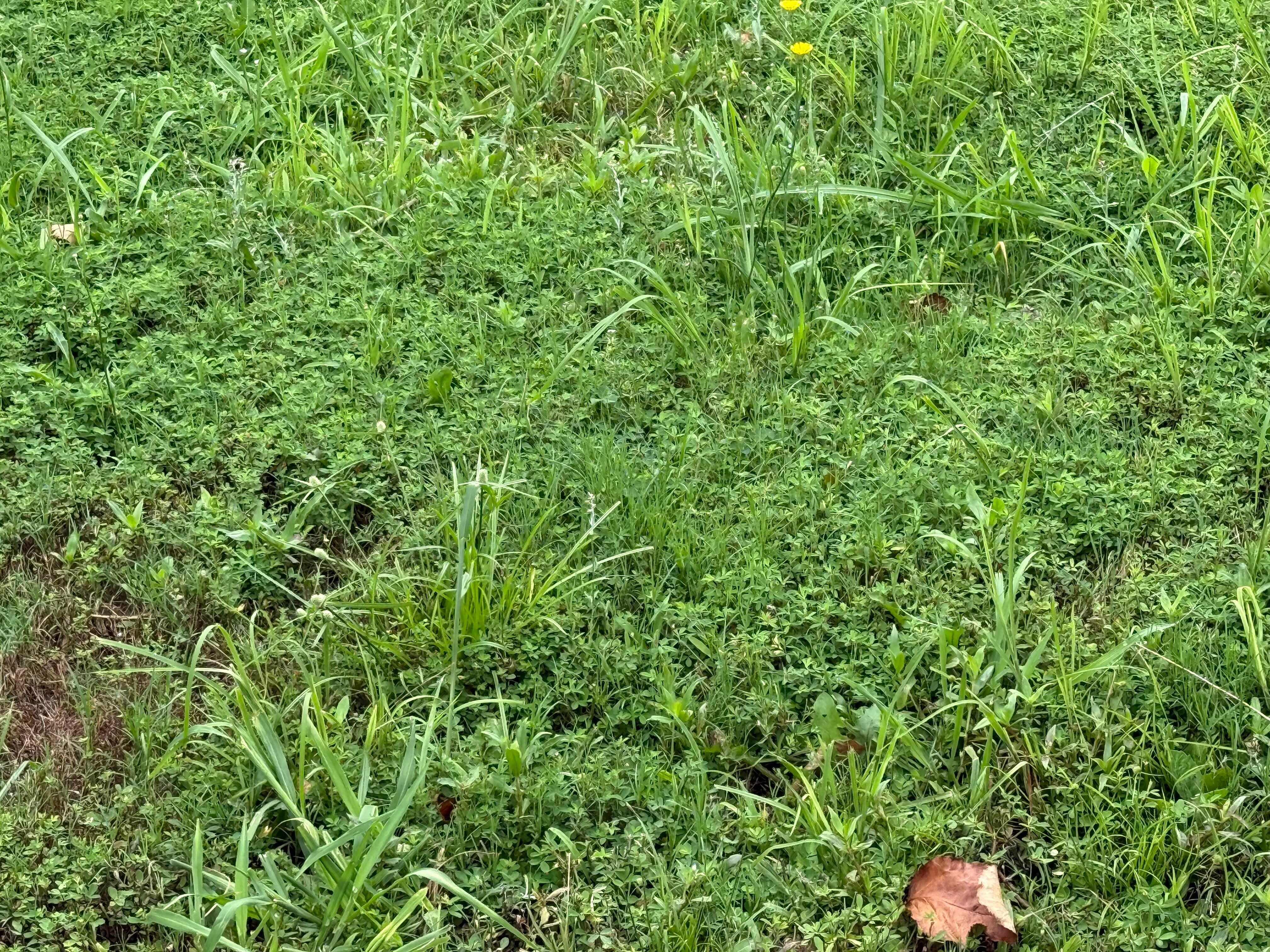 Overgrown yard area