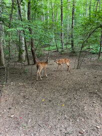 Deer near the cabin.