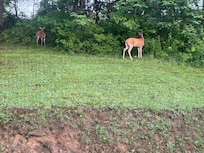Deer out back