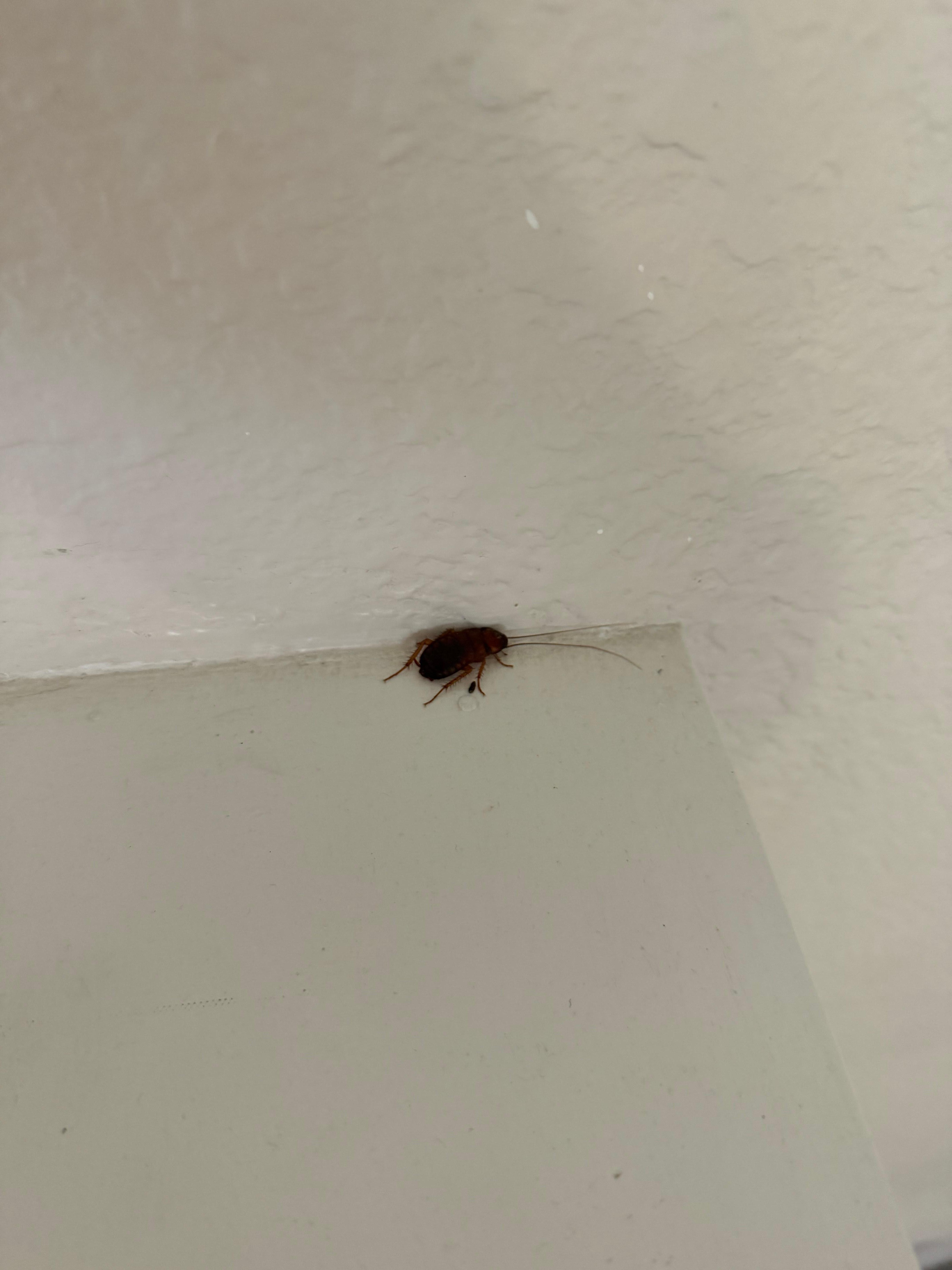 The live cockroach we found. 