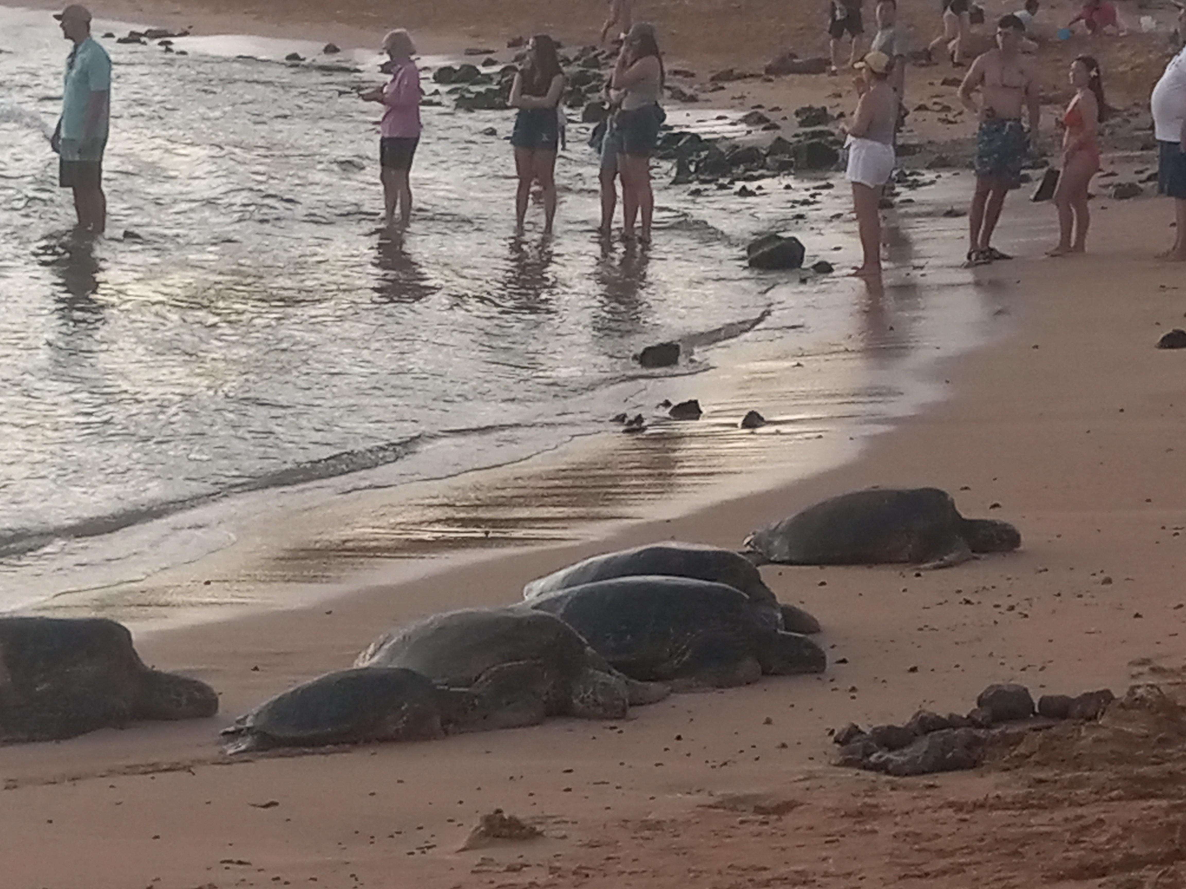 Sea turtles at the nearby beach