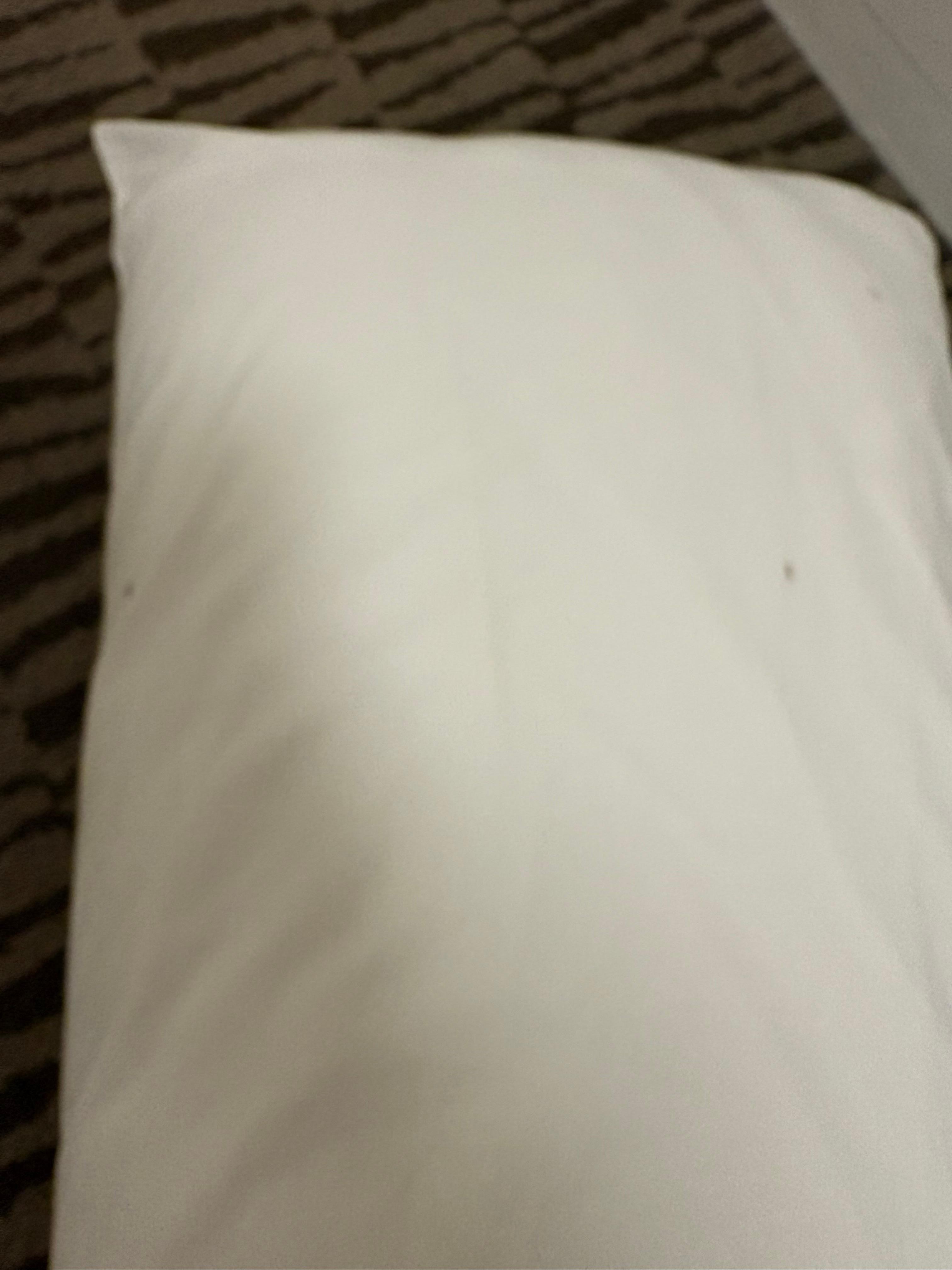 Termites on our pillows 