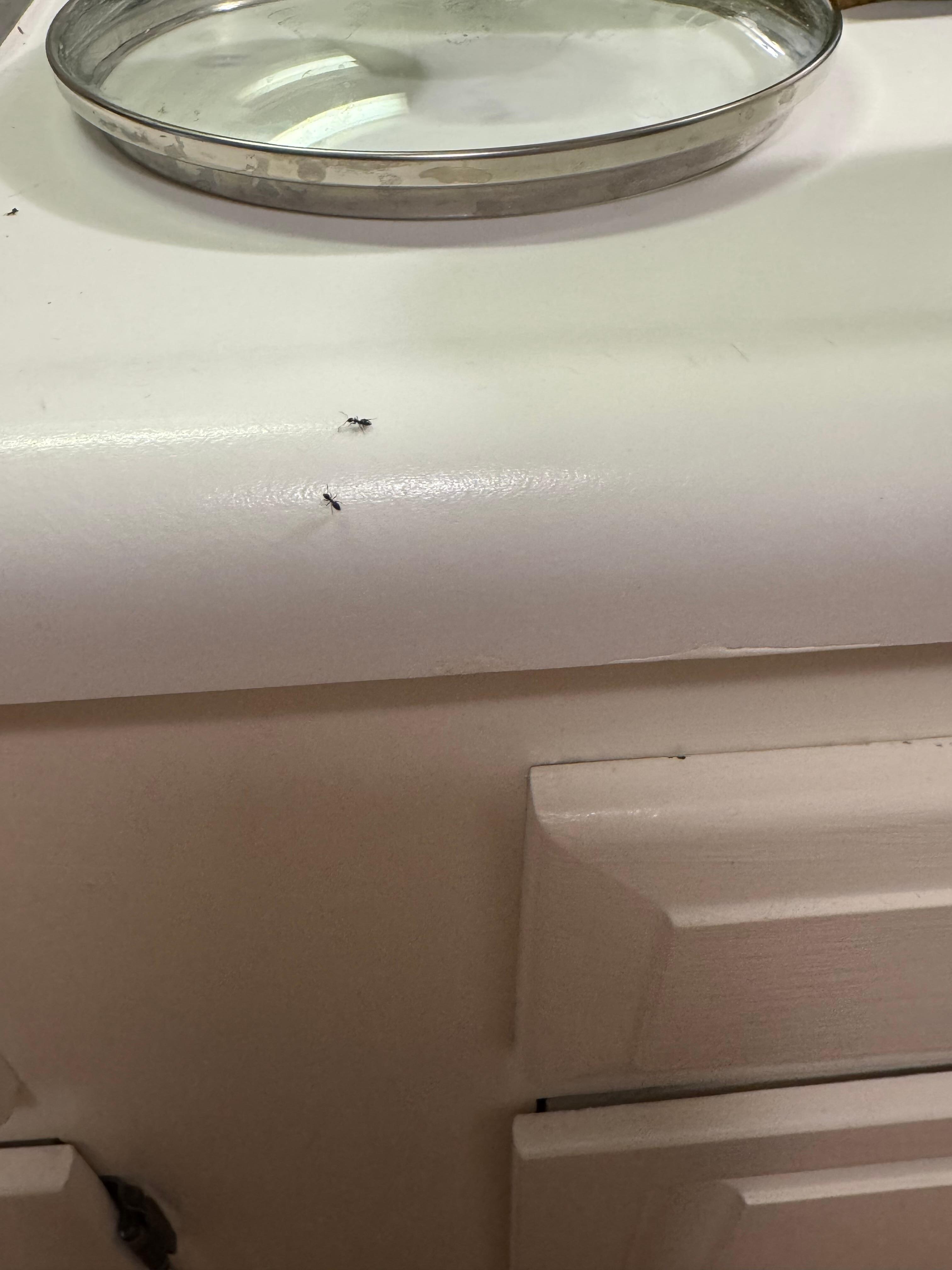 Ant problem.