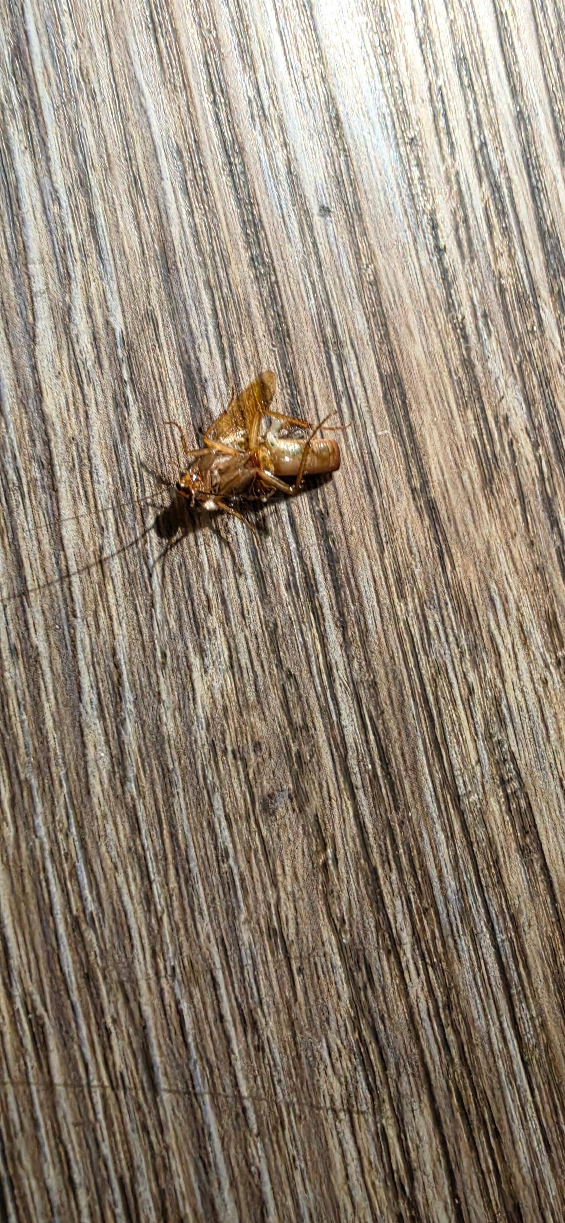 Was only able to smash 1 of 3 i saw.