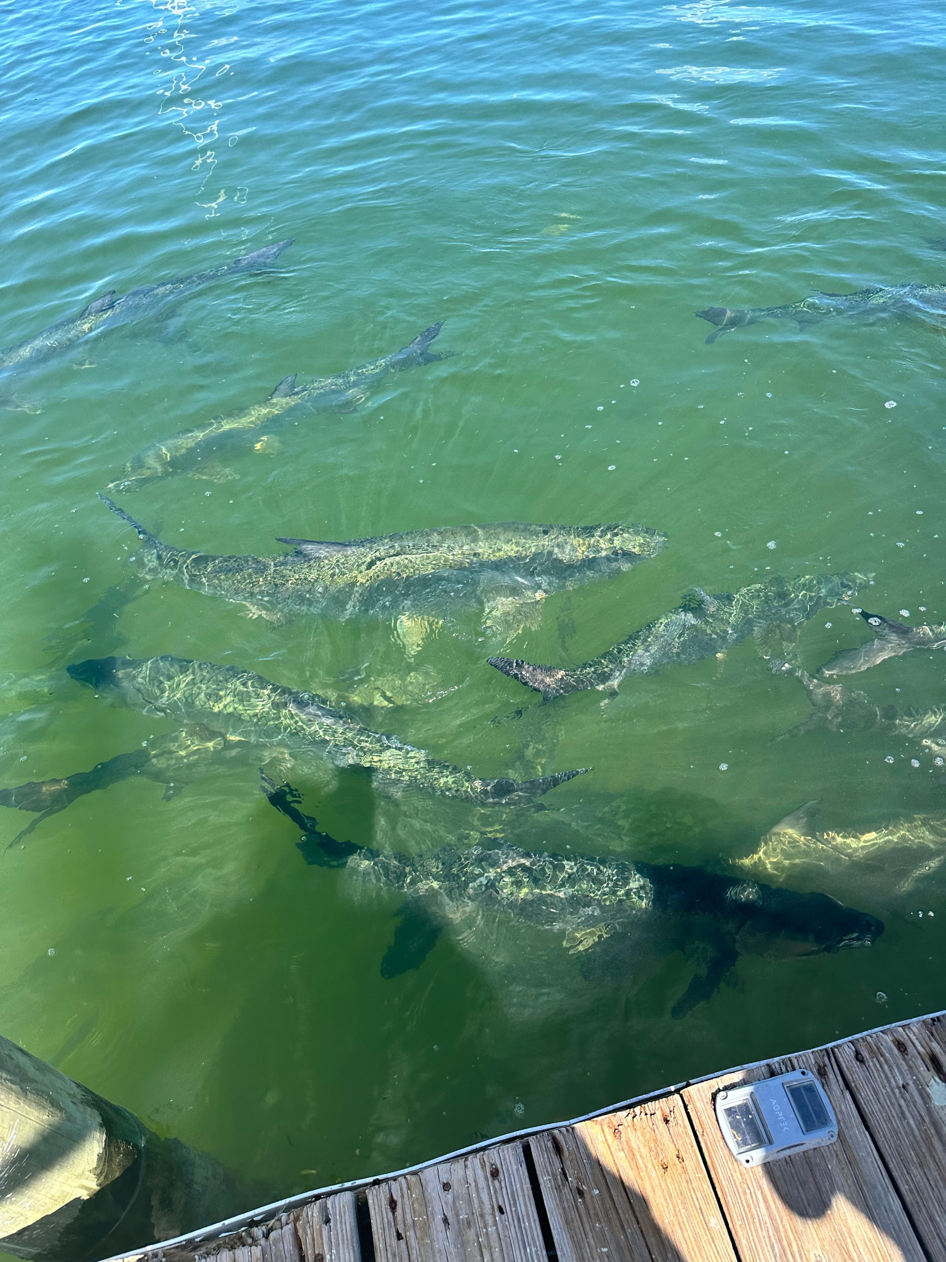 Robbie’s 
Always a hit even for Florida natives.