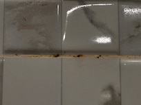 Mold