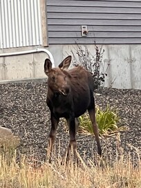 Baby moose