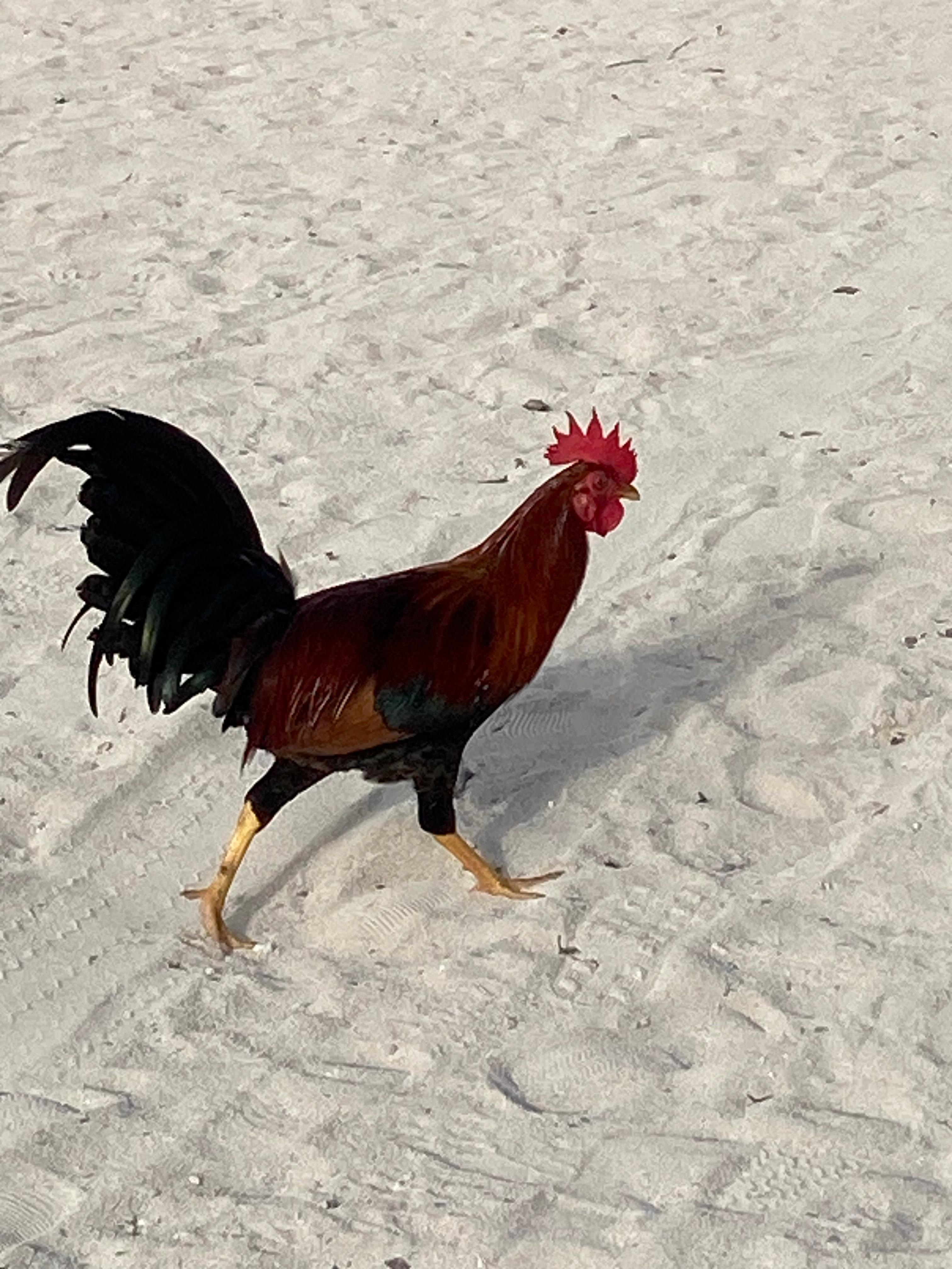 Chickens are friendly