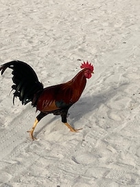 Chickens are friendly