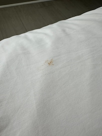 Blood or stains on the bed sheets