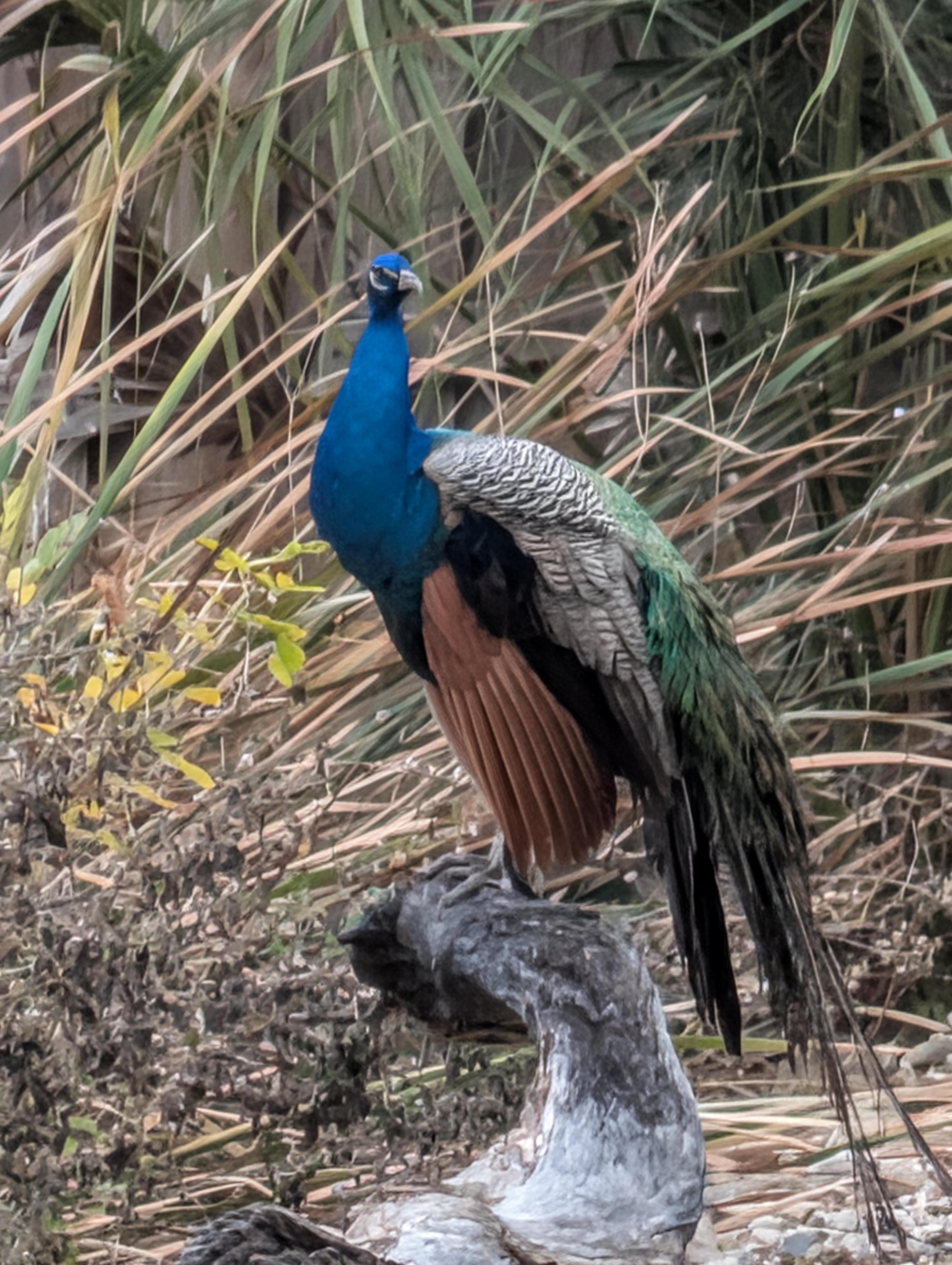 Missing a few feathers