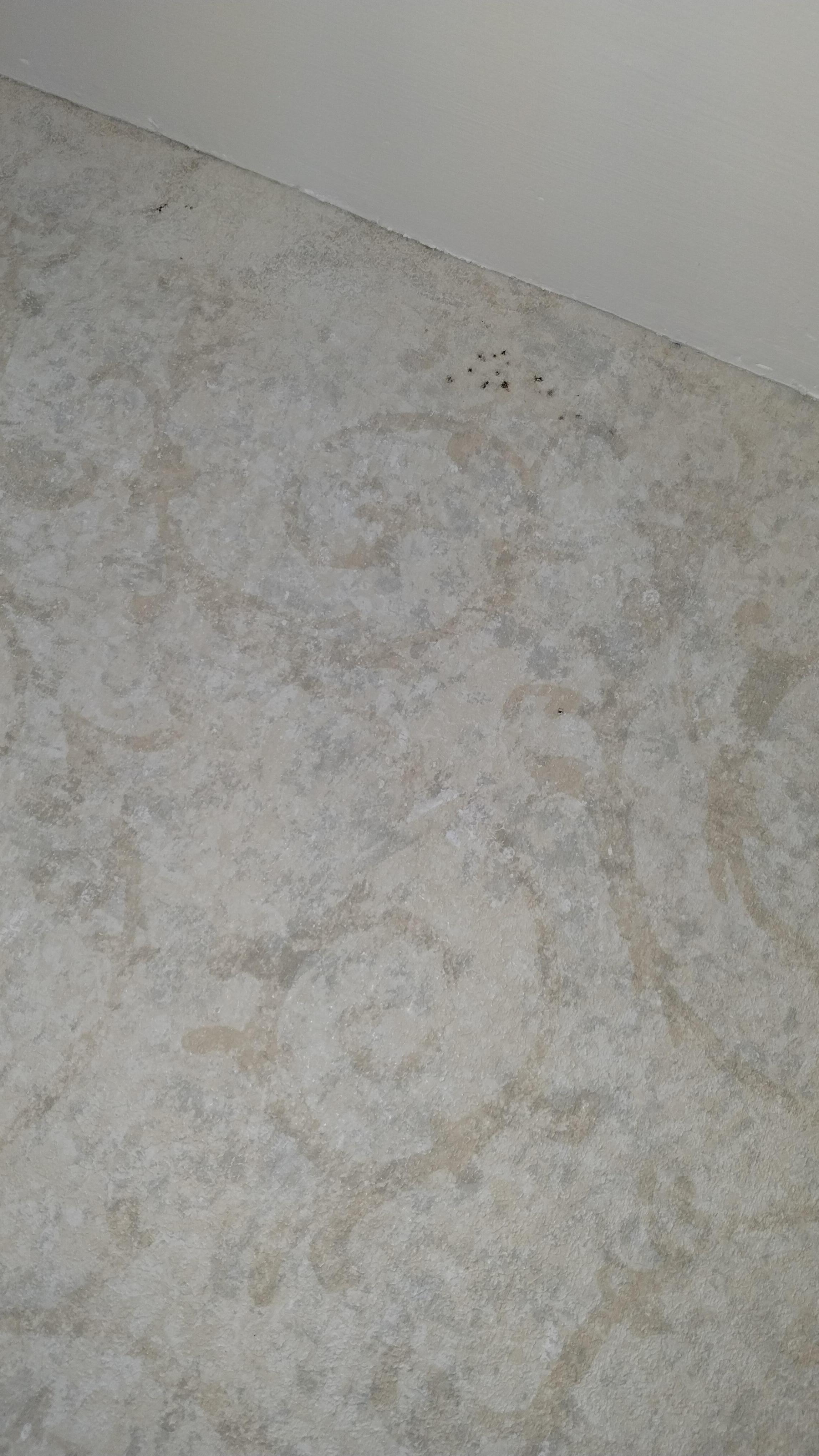Mold?