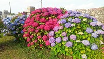 Au jardin