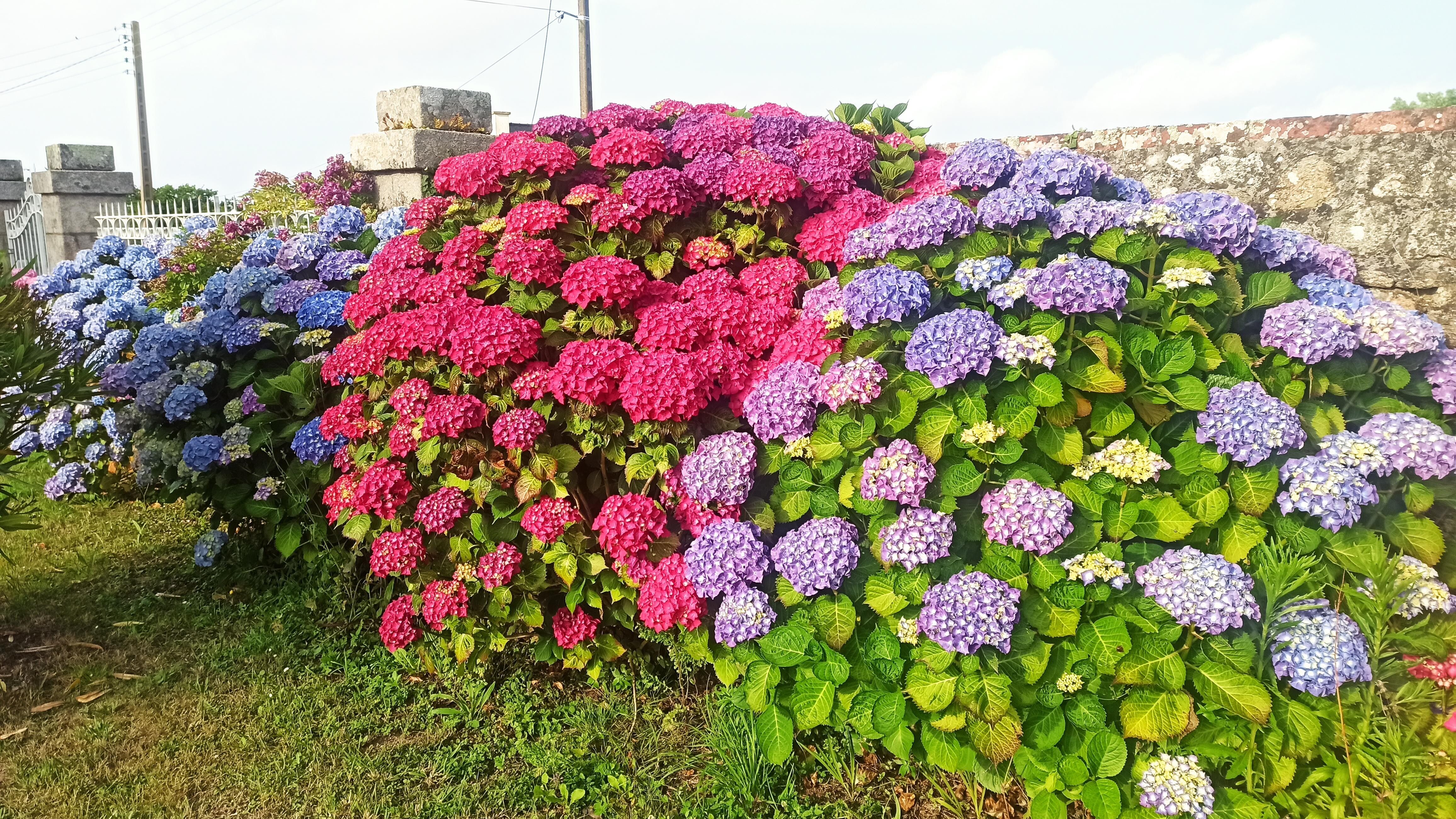 Au jardin