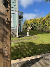 Perfect yard for Harvey!!