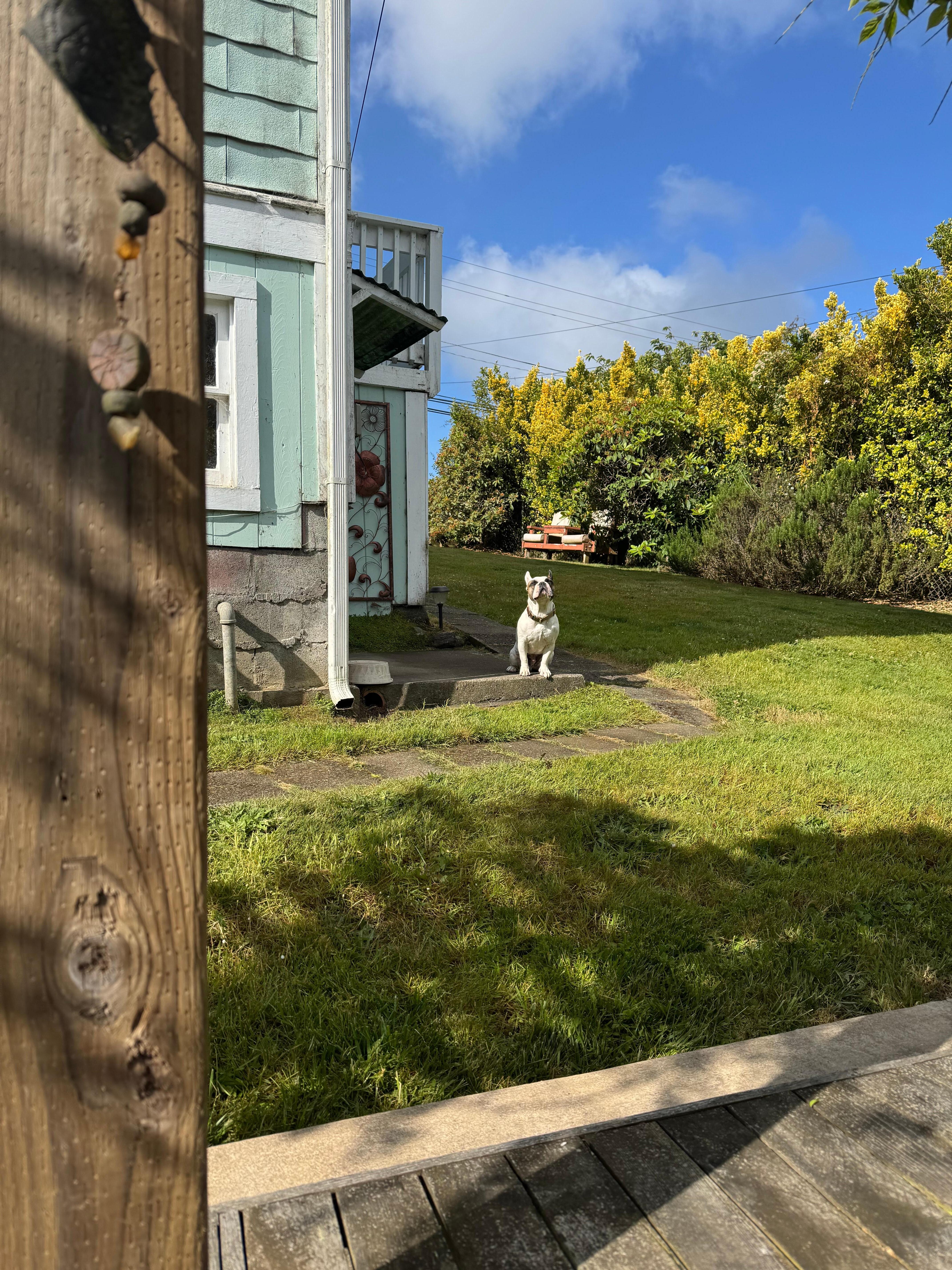 Perfect yard for Harvey!!