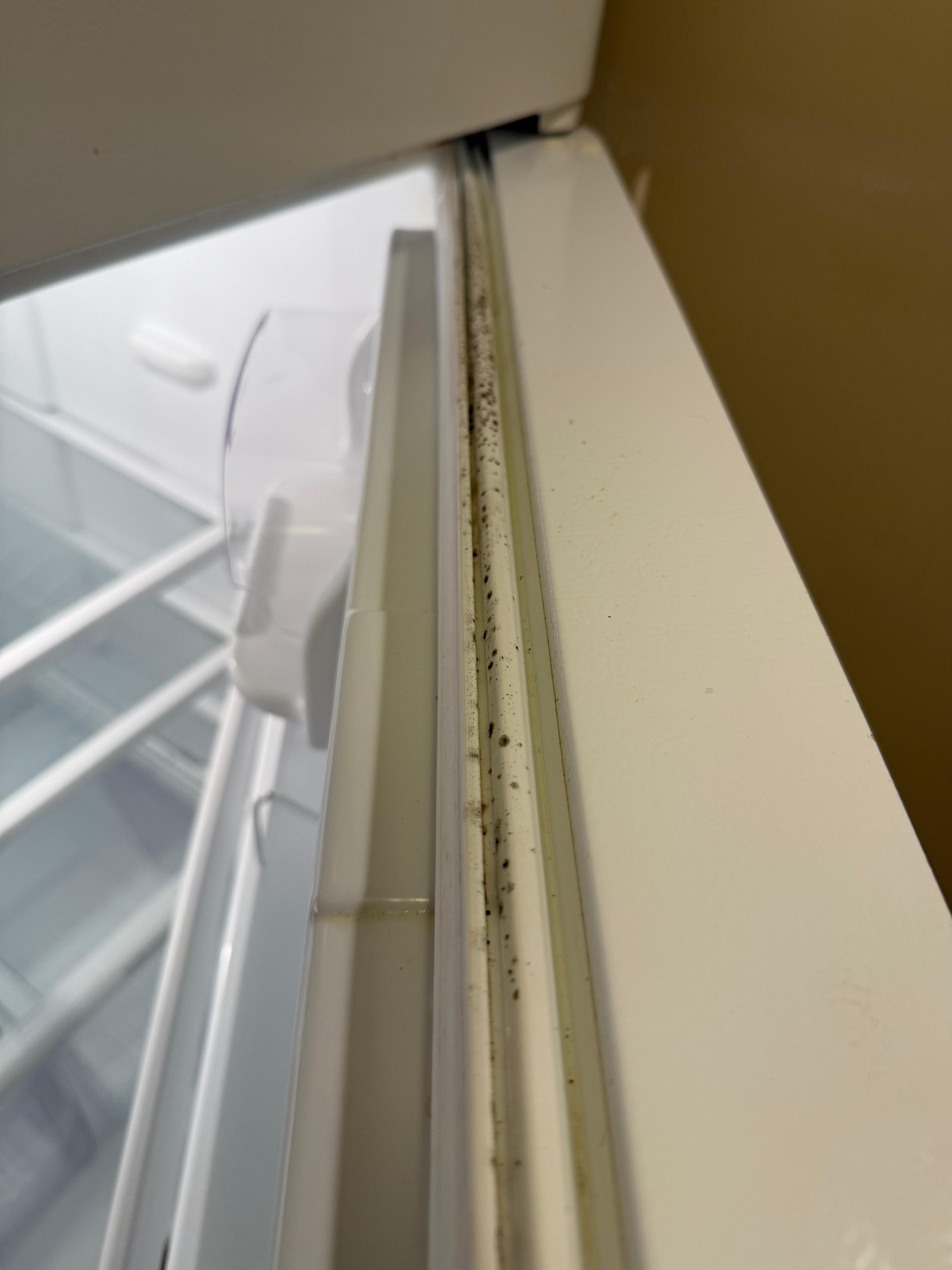 mold in refrigerator door