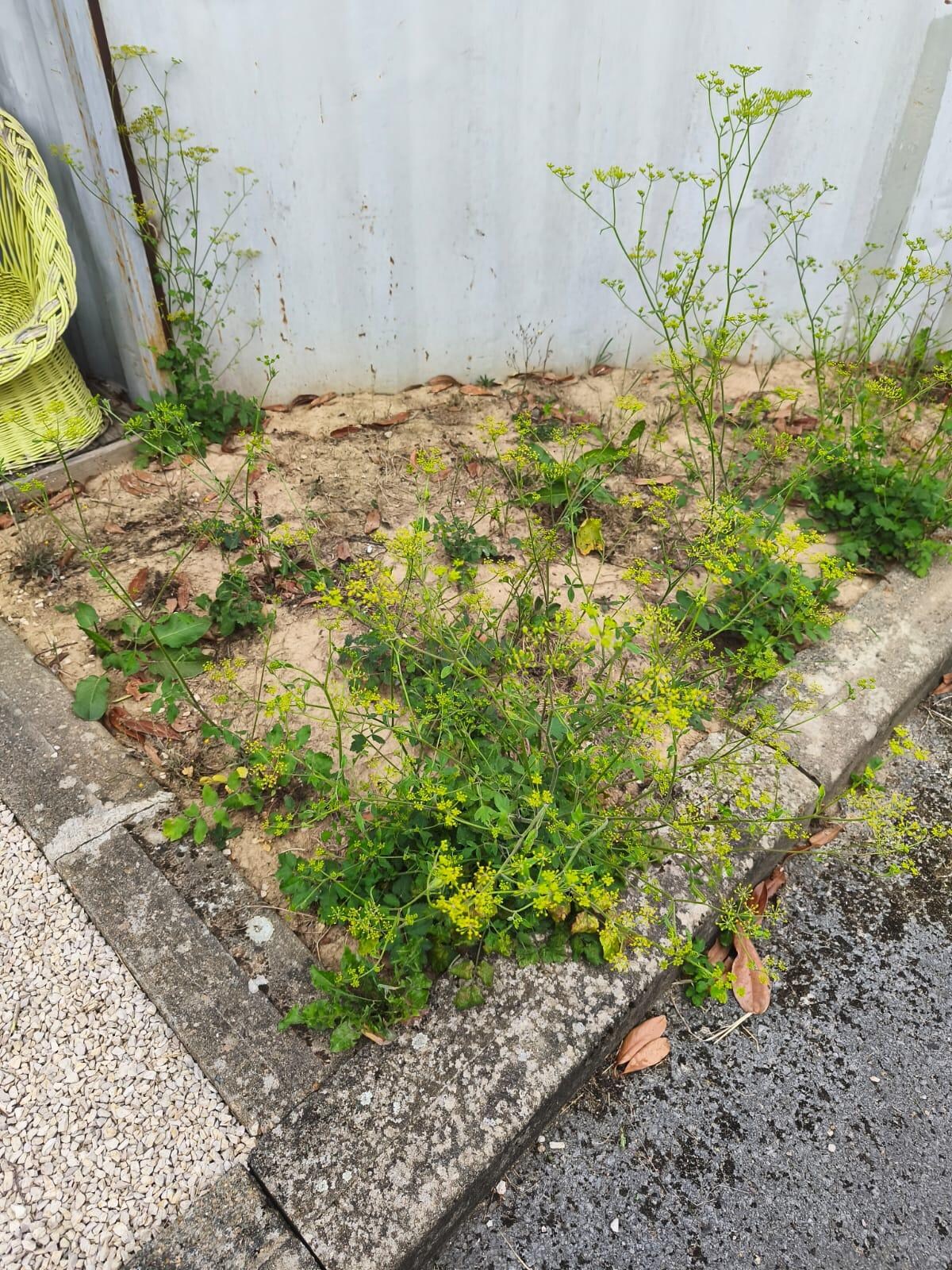 Mauvaises herbes partout dans le jardin