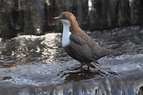 Wasseramsel Rur