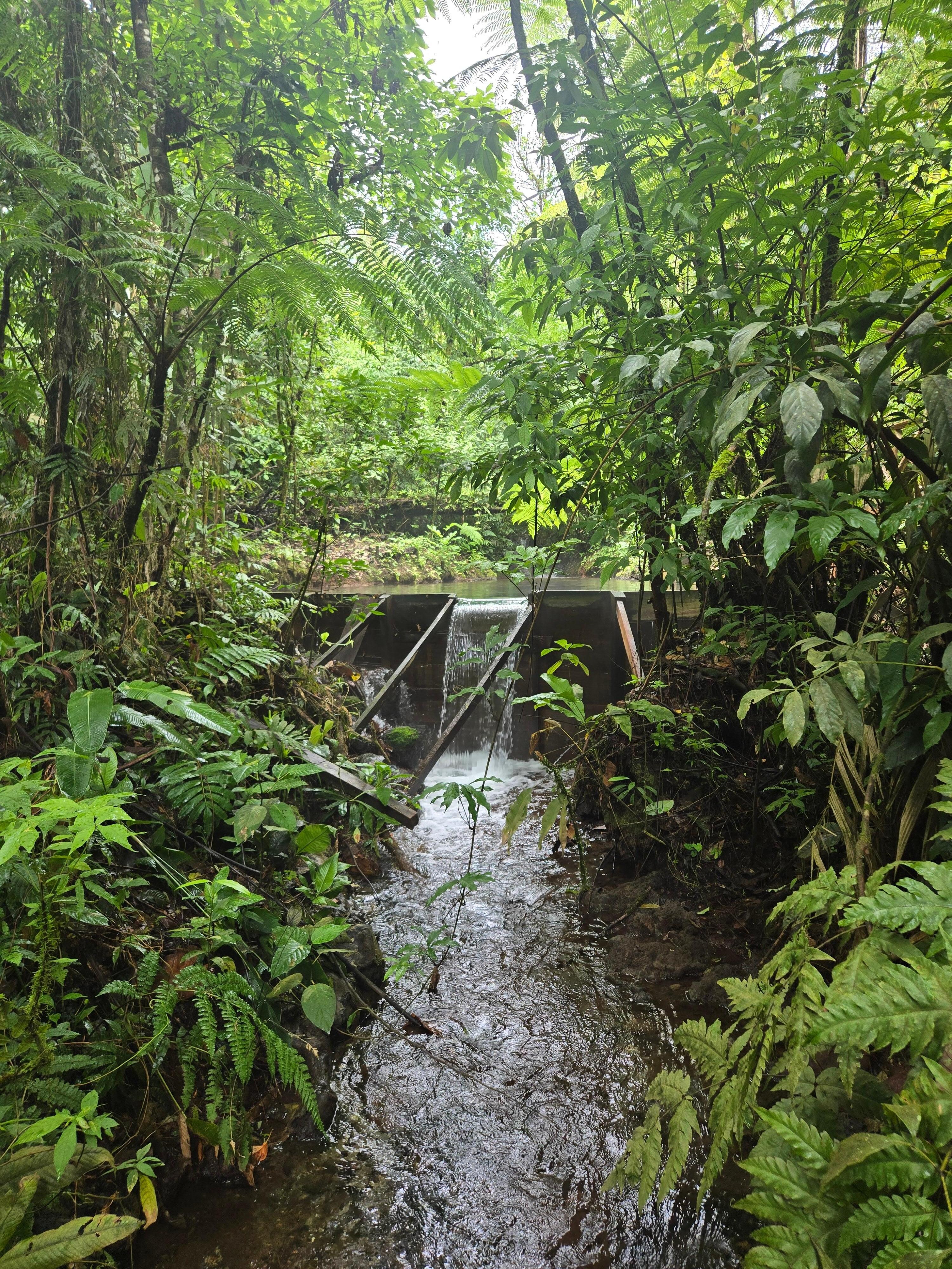 In the jungle