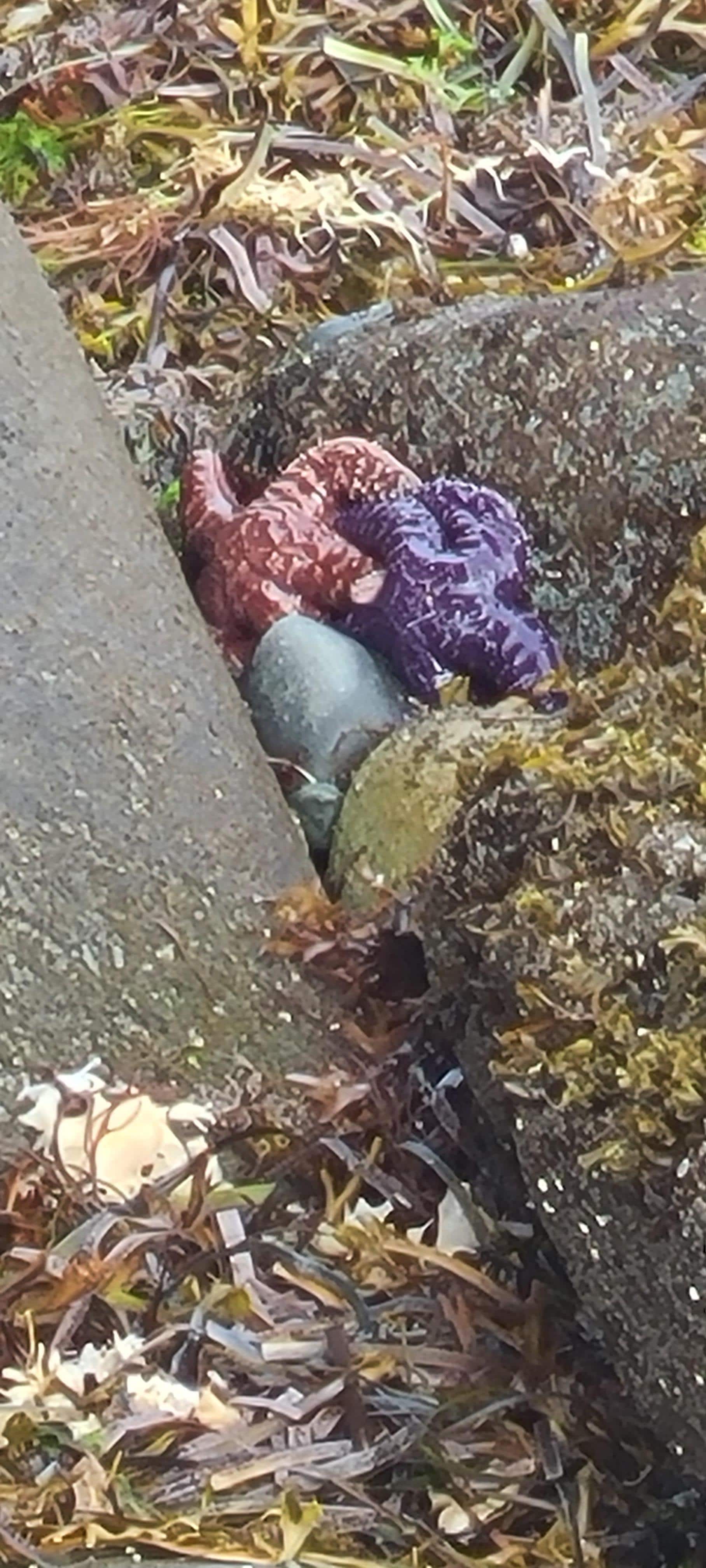 Starfish at beach at low tide. 