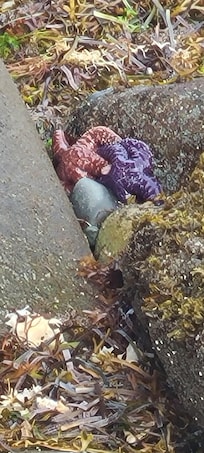 Starfish at beach at low tide.