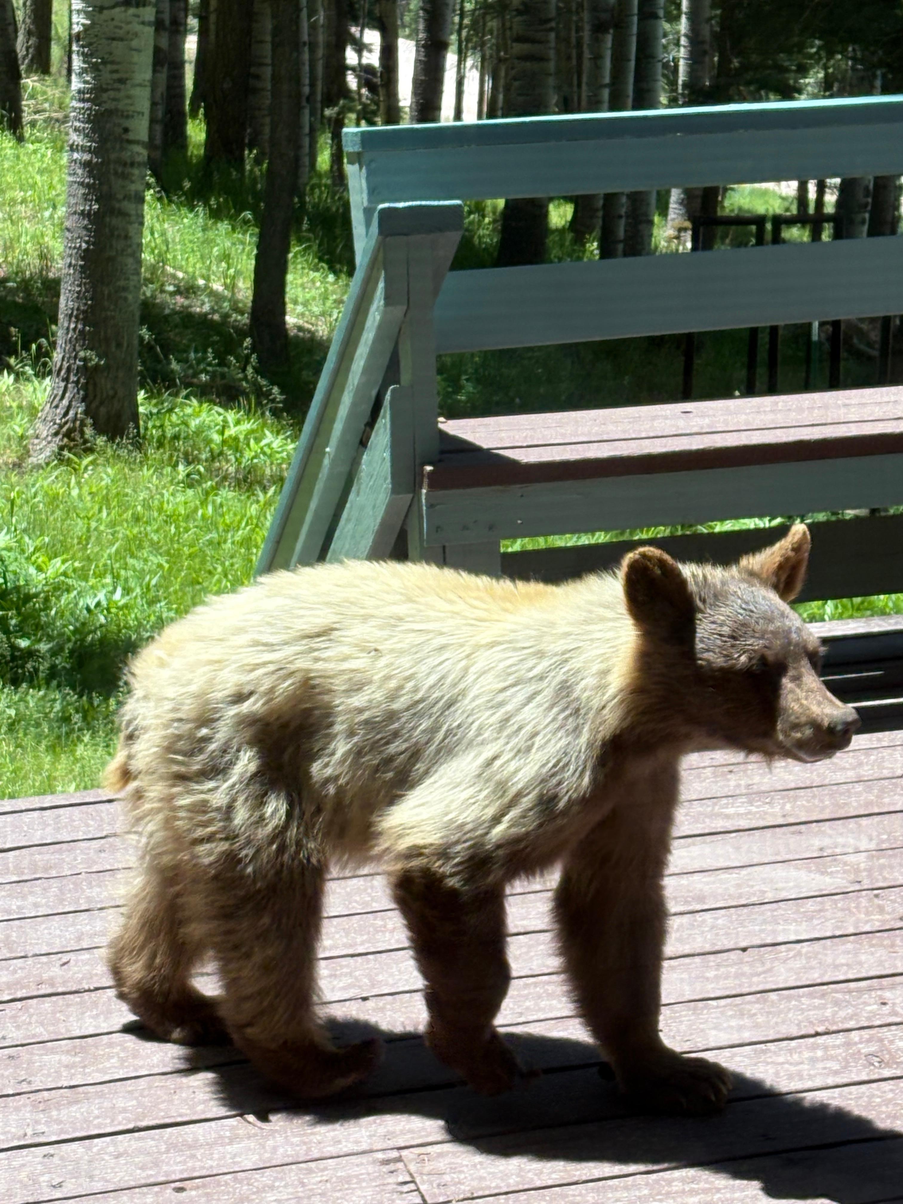 Bear cub on porch
