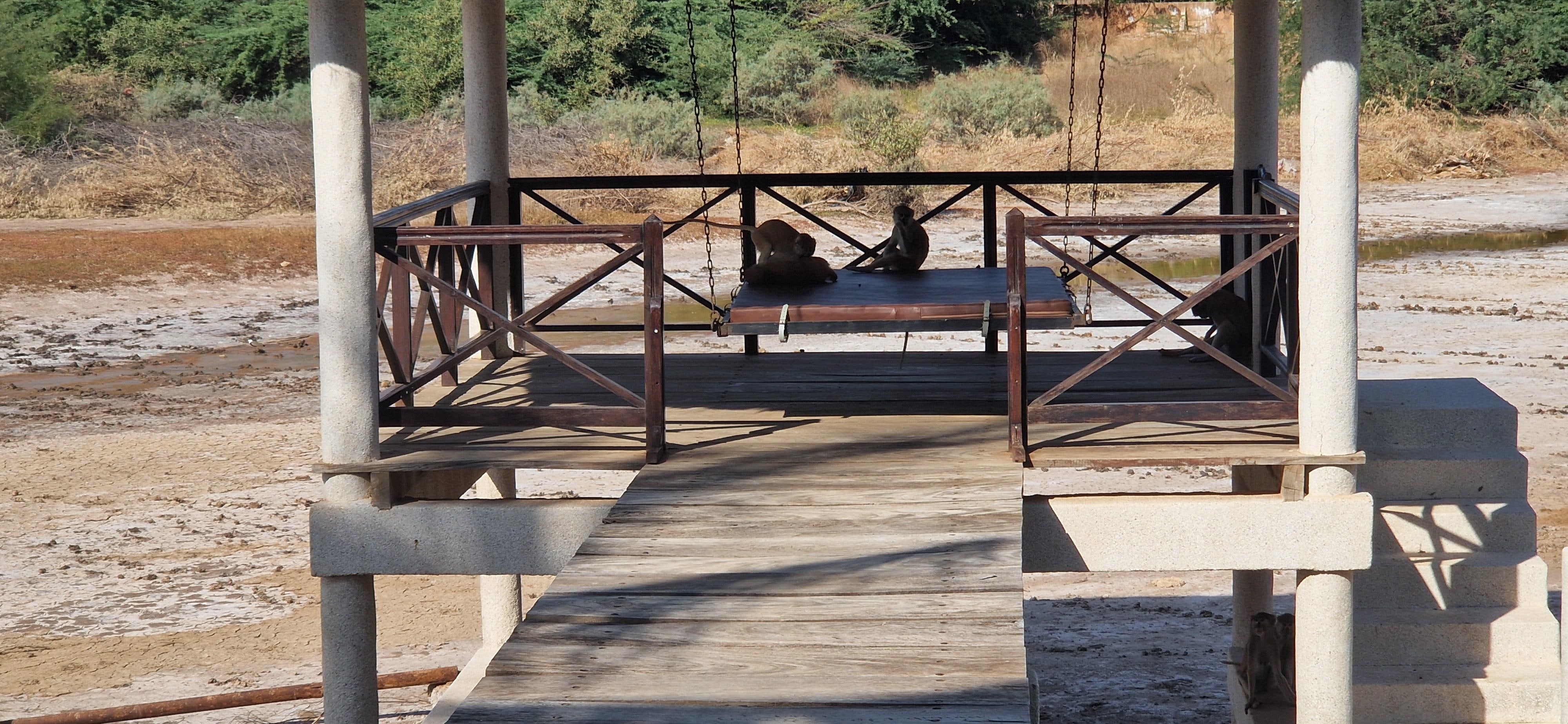 Visite matinale. Affen sind sehr lieb und gar nicht agressiv. Sie sorgen für Unterhaltung.