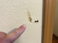 Looks like smeared, dried feces in wall.