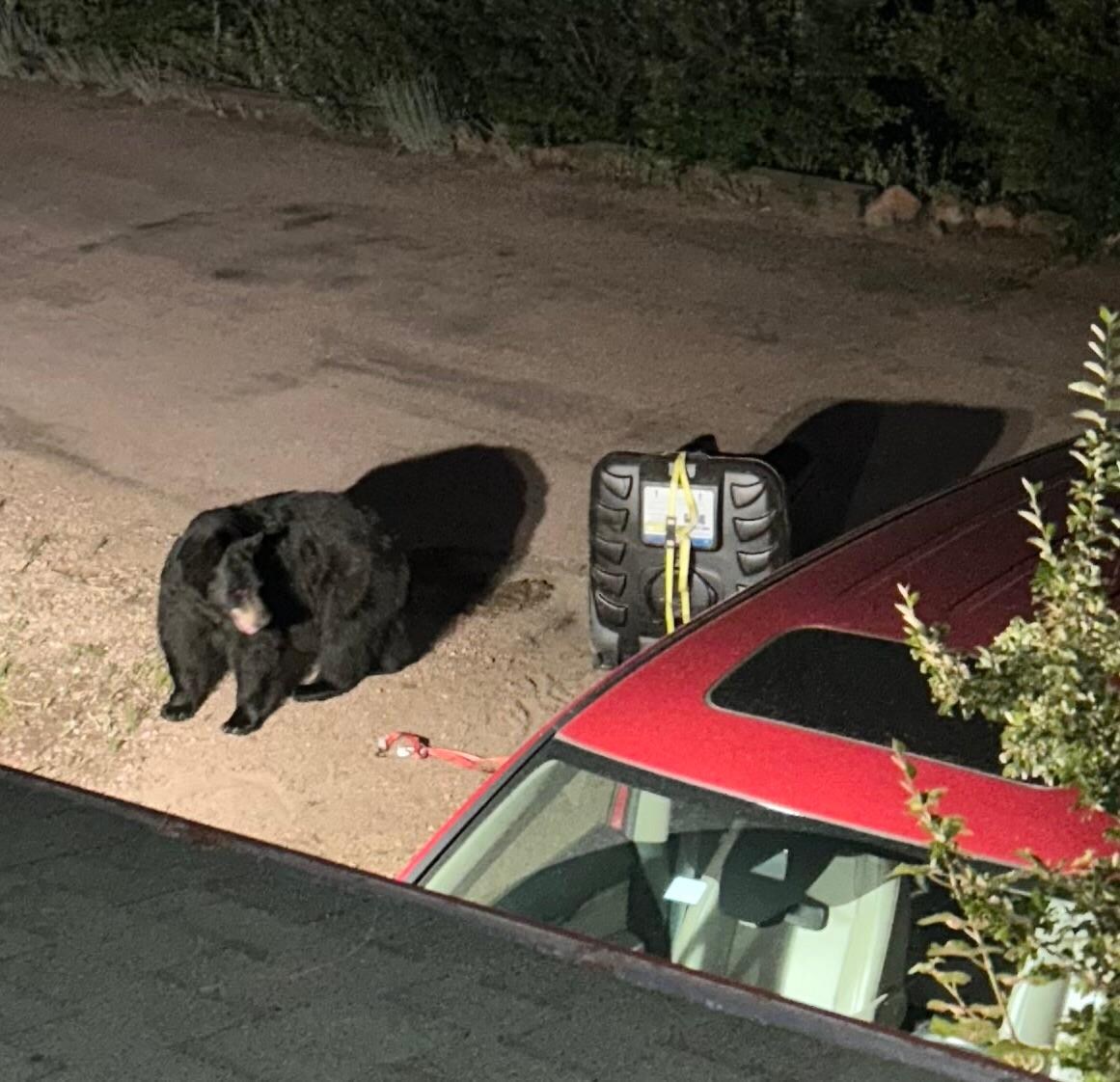 Visiting bear