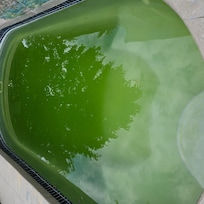 Green pool. Pool is more the size of a hotel hot tub.
